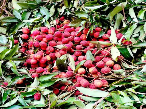 वाराणसी में लीची की खपत 100 क्विंटल रोज मुसब्बी 39 अंगूर 70 और सेब 100-200 रुपया किलो