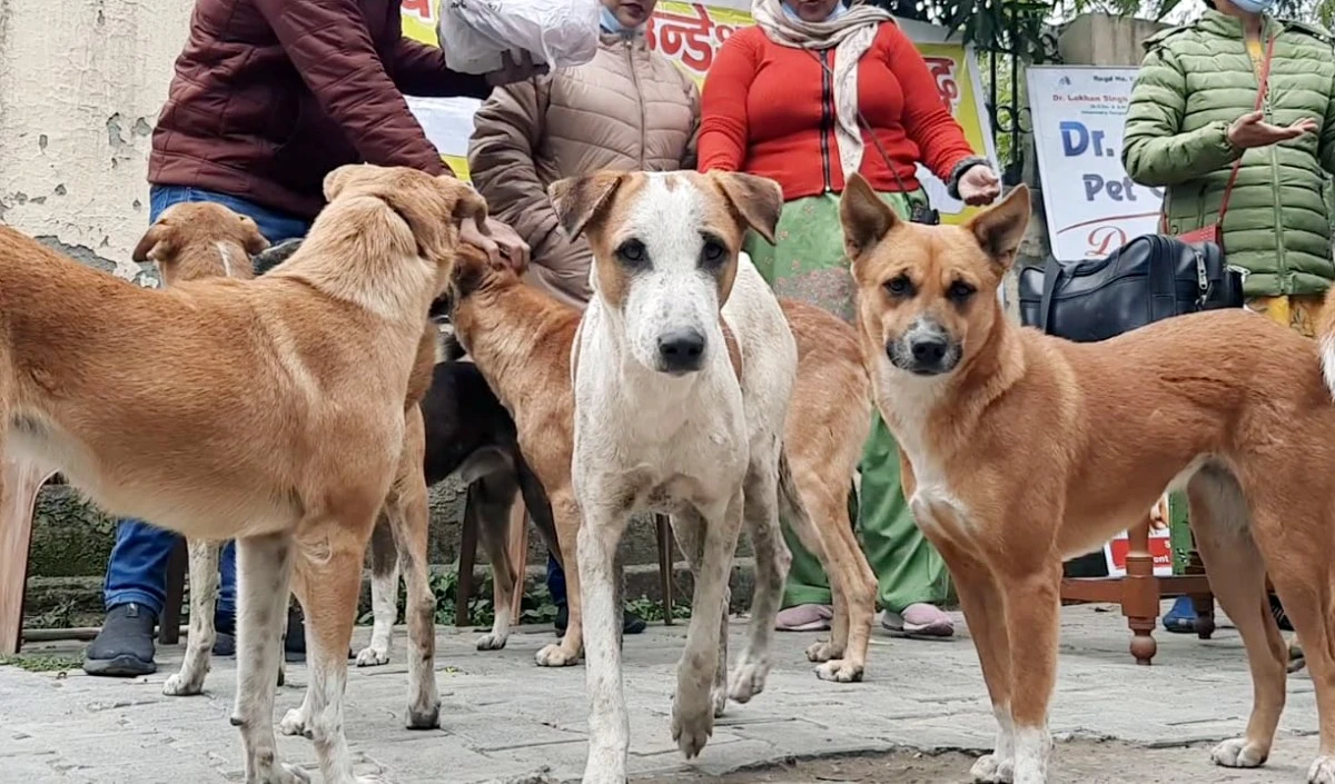 बच्चे पर भौंकने पर कुत्ते को कार से तीन किलोमीटर तक घसीटा, आरोपी गिरफ्तार