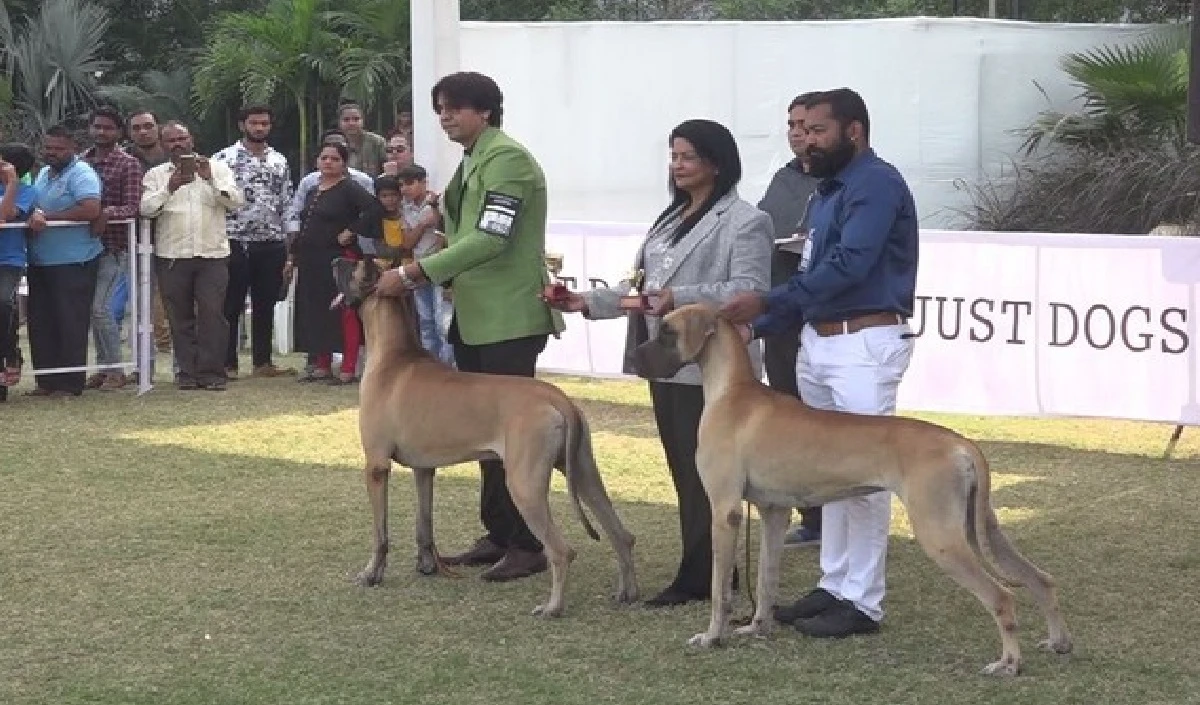 केरल आवारा कुत्तों के टीकाकरण अभियान शुरू करेगा, नसबंदी केंद्रों का भी होगा विस्तार