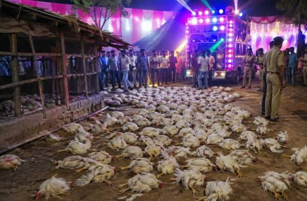 UP News: DJ की तेज धुन बनी 140 मुर्गियों की मौत की वजह, जांच में जुटी पुलिस…