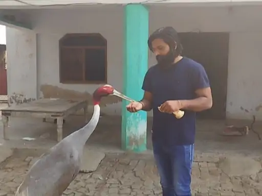 अमेठी के आरिफ और सारस की अनोखी दोस्ती, साल भर पहले बचाई थी सारस की जिंदगी, साए की तरह रहता है हमेशा साथ