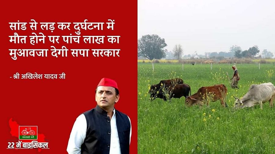 शहरों के लिए मजाक का विषय हो सकती है सांड से टकरा कर होने वाली मौत पर मुआवजा गांवों में यह एक बड़ा मुद्दा है