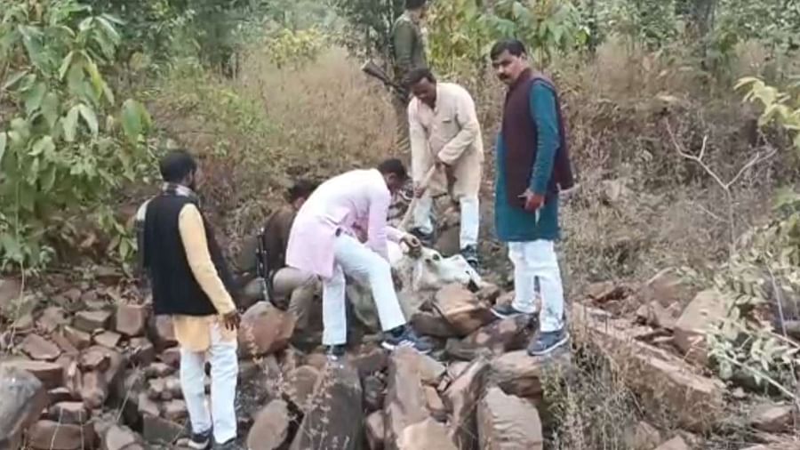 इंसानियत हुई शर्मसार: गायों को जिंदा कर दिया गया दफन पोल खुली तो प्रशासन में मचा हड़कंप