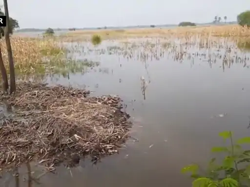 UP: इटावा में 5 बीघा फसल का मिला 129 से 400 रुपए मुआवजा: फसल बीमा के नाम पर किसानों से मजाक
