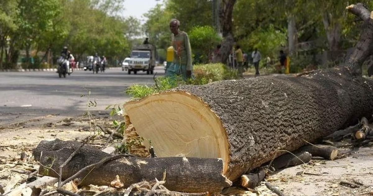 Indore: फ्लाईओवर के लिए 257 हरे-भरे पेड़ों पर अंधाधुंध तरीके से चली कुल्हाड़ी