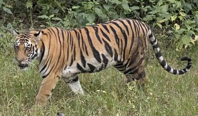 UP: Dudhwa Tiger Reserve वन क्षेत्र में बाघ के हमले में एक व्यक्ति की मौत