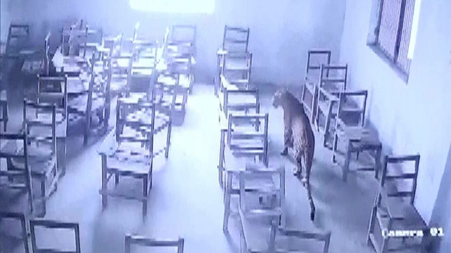 अलीगढ़ के स्कूल में घुसा तेंदुआ! छात्रों पर किया हमला वन विभाग की टीम को रेस्क्यू करने में लगे 9 घंटे