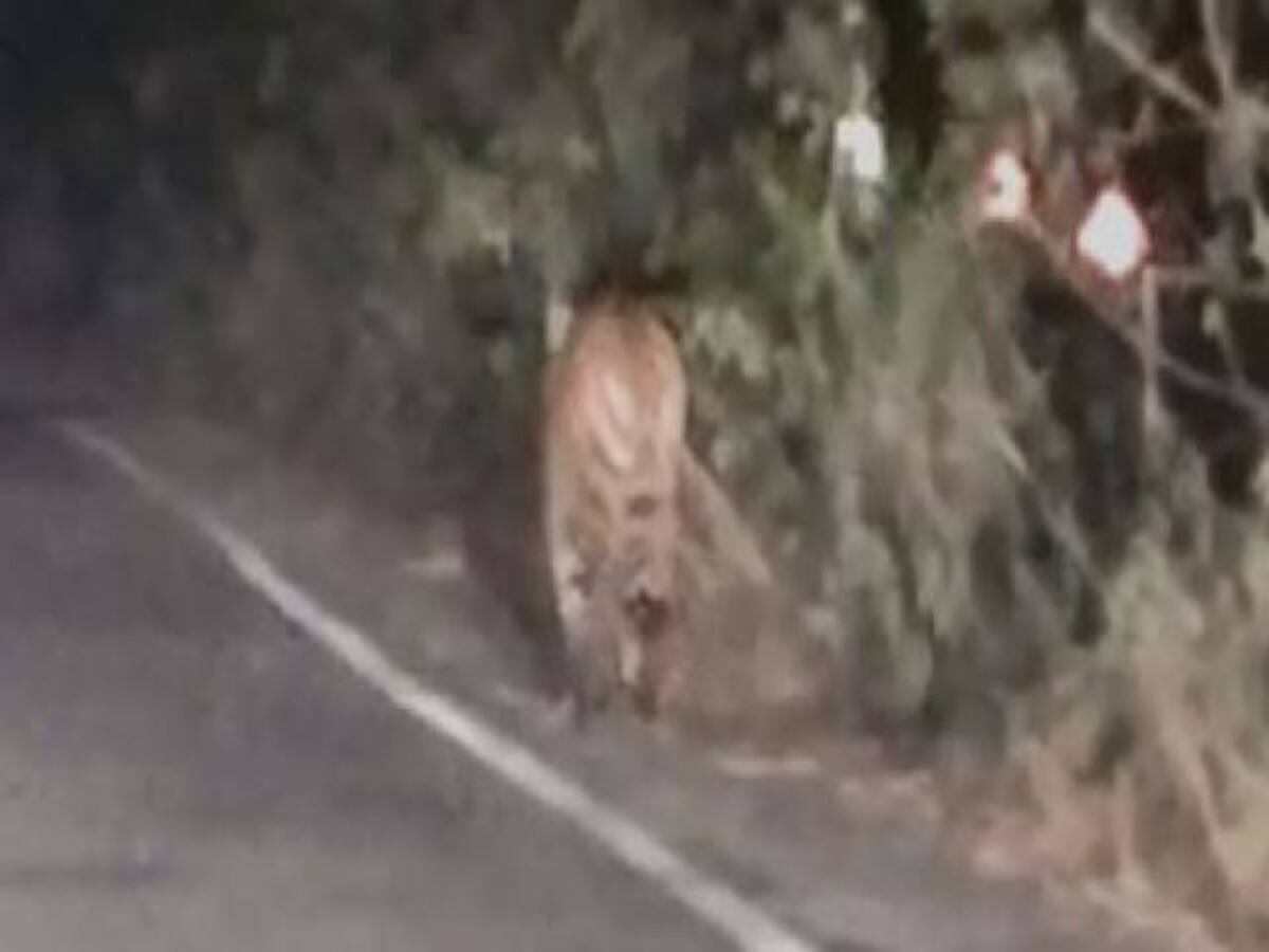 UP: पीलीभीत में टाइगर के शिकार का LIVE VIDEO; गायों के झुंड पर 200 मीटर दौड़ा कर किया हमला, एक को खींच ले गया, पर्यटक देखते रहे