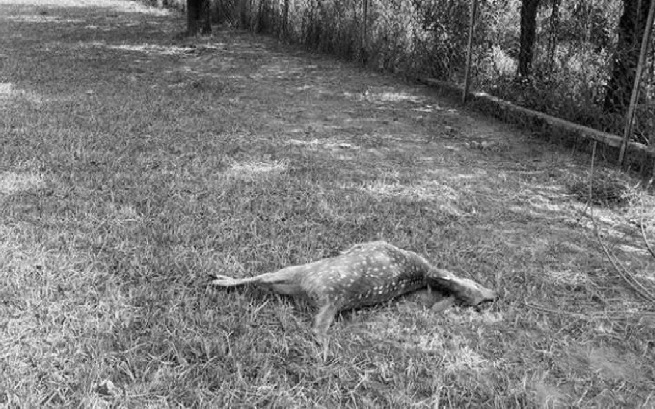 UP: 21 हिरनों की मौत मामले में 3 अरेस्ट, आनंद कानन बिरला हाउस परिसर में आवारा कुत्ते नोच खाए थे, पोस्टमॉर्टम में शॉक से मौत