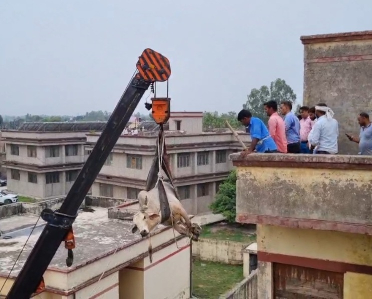 72 घण्टो की कड़ी मशक्कत के बाद उतारे जा सके तहसील भवन की छत पर फंसे सांड 
