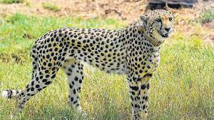 मप्र के कुनो राष्ट्रीय उद्यान में चीतों की निगरानी के लिए गठित कार्यबल की हुई बैठक