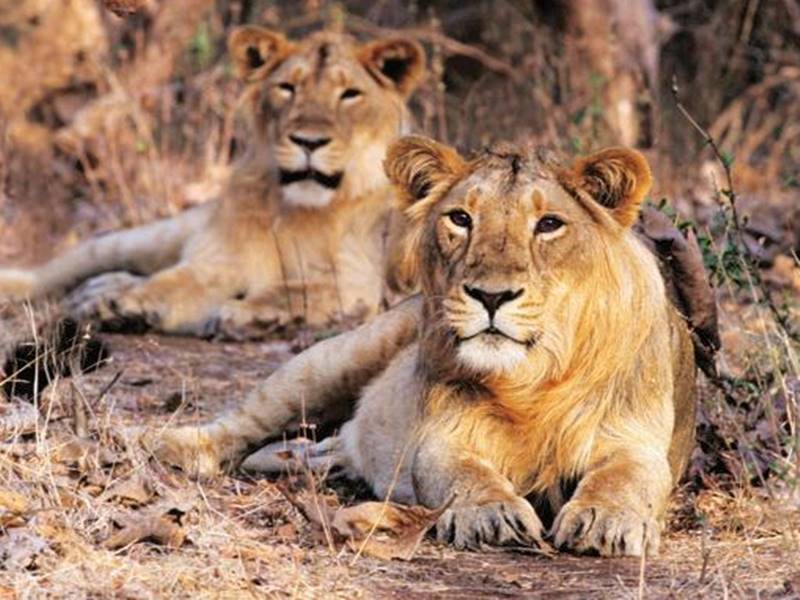 New Delhi: Asiatic Lions गुजरात के बरदा वन्यजीव अभयारण्य को एशियाई शेरों को स्थानांतरित करने के नए स्थल के रूप में पहचाना गया