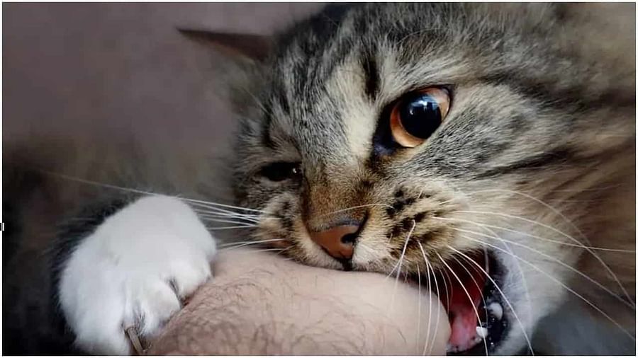 बिल्ली के काटने पर मेरठ में हुई खूनी झड़प मारपीट और पथराव में 2 महिलाओं समेत 8 घायल