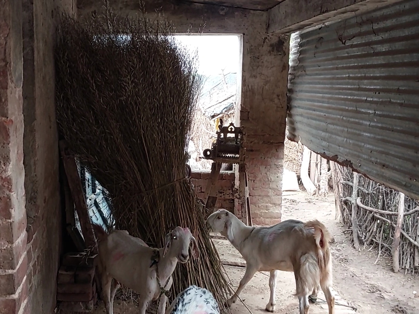 पंचायत भवन पर कब्जे की शिकायत पर इटावा CDO सख्त, डीपीआरओ को सौंपी जांच 