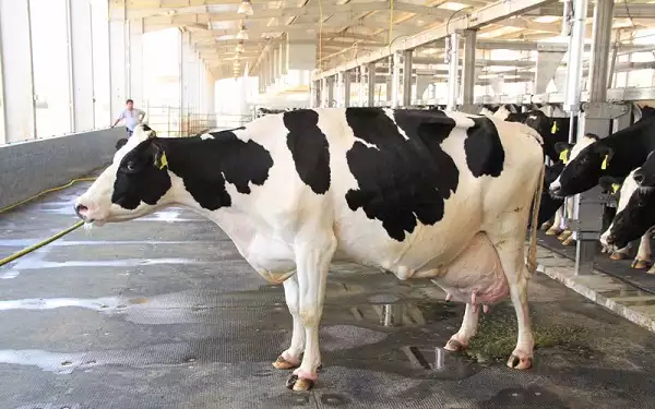 चीन ने बनाए सुपर काउ के 3 क्लोन, देती हैं 100 टन दूध, पैदा करेगा 1000 ऐसी और गायें