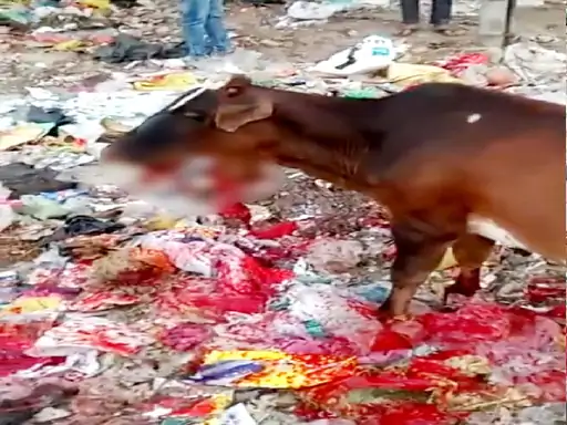 गाय का जबड़ा बम से उड़ा: कानपुर पुलिस CCTV खंगाल रही, माहौल बिगाड़ने की साजिश मान रही पुलिस