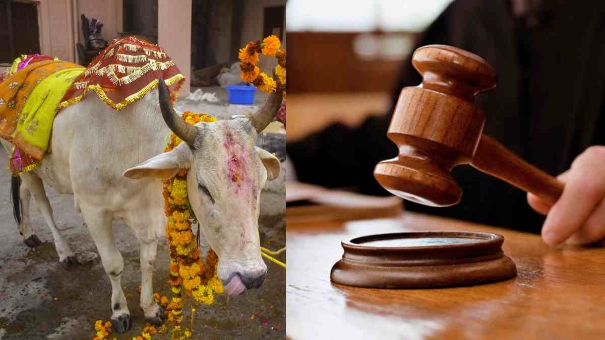 गुजरात की कोर्ट ने कहा- गाय जानवर नहीं मां है:गोहत्या बंद हो जाए तो धरती की सारी समस्याएं हो जाएंगी खत्म 