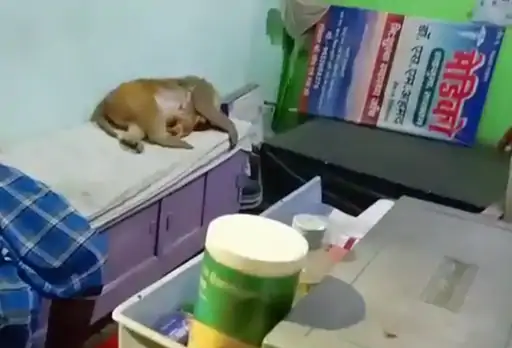 गोद में बच्चा लेकर इलाज के लिए पहुंची बंदरिया