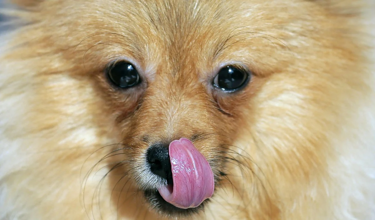 खिलाड़ियों को बाहर निकालकर स्टेडियम में कुत्ता टहलाने वाले IAS मियां बीवी के खिलाफ कड़ा एक्शन HM ने किया ट्रांसफर