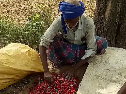 मुहम्मदावाद मिर्च उत्पादकों को भारी मुनाफे की उम्मीद फुटकर बाजार में 100 रुपये प्रति किलो तक की दर से बिका