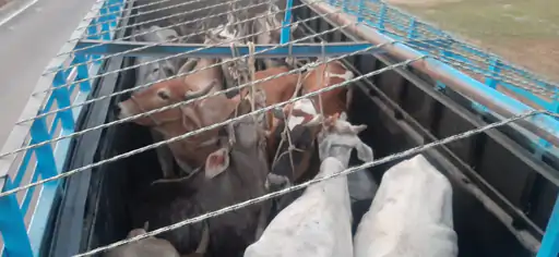 आगरा में फिल्मी स्टाइल में चलती गाड़ी से कूद कर भागे  तस्कर सड़क जाम करने पर आई पुलिस