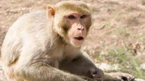 Hapur: बंदरों ने मचाया उत्पात गुड़ में जहर देकर खिलाया, करीब 40 की मौत