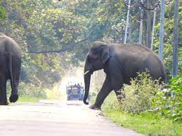 पीलीभीत में घूम रहा नेपाली हाथियों का झुंड टाइगर रिजर्व से निकल गांवों के आस पास चहलकदमी कर रहे 22 हाथी