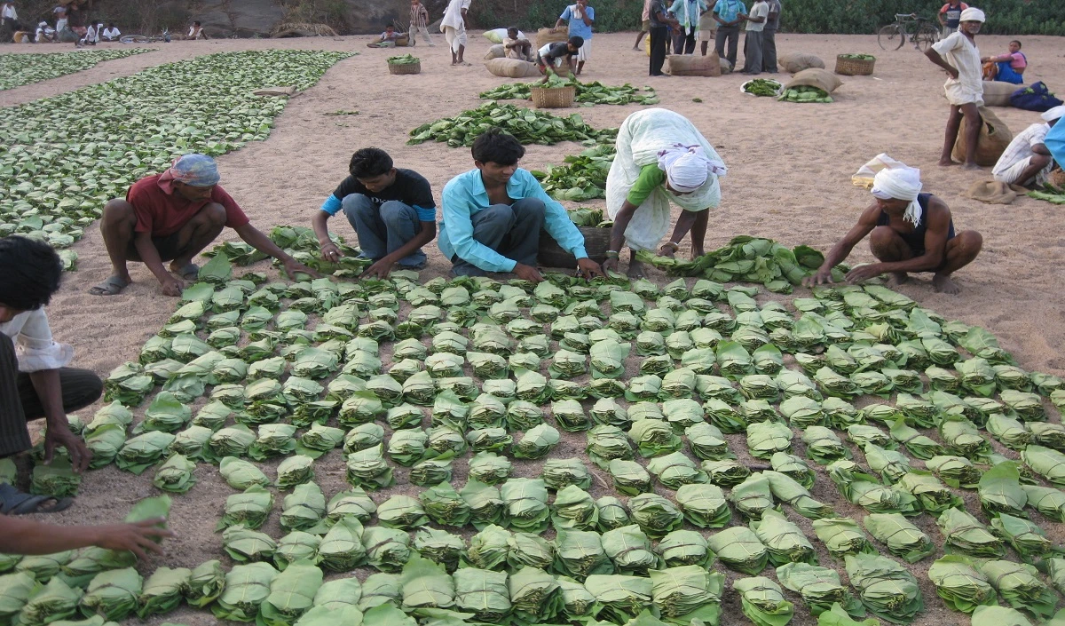 ओडिशा: सरकार का गरीबों को वित्तीय मदद, केंदू के पत्तों पर निर्भर लोगों में 43 करोड़ रुपये वितरित