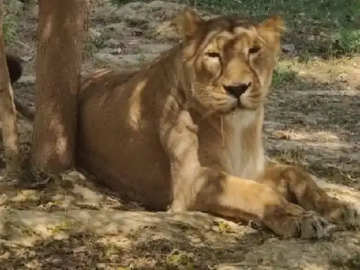 इटावा: लायन सफारी में शेरनी तेजस्विनी की मौत, उम्र होने के कारण चलने में थी असमर्थ