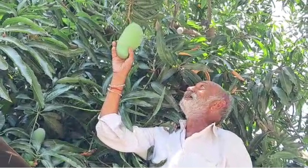 एक ही पेड़ पर 14 तरह के आम, कुछ किस्मों को गुजराती किसान ने दिए अजब-गजब नाम