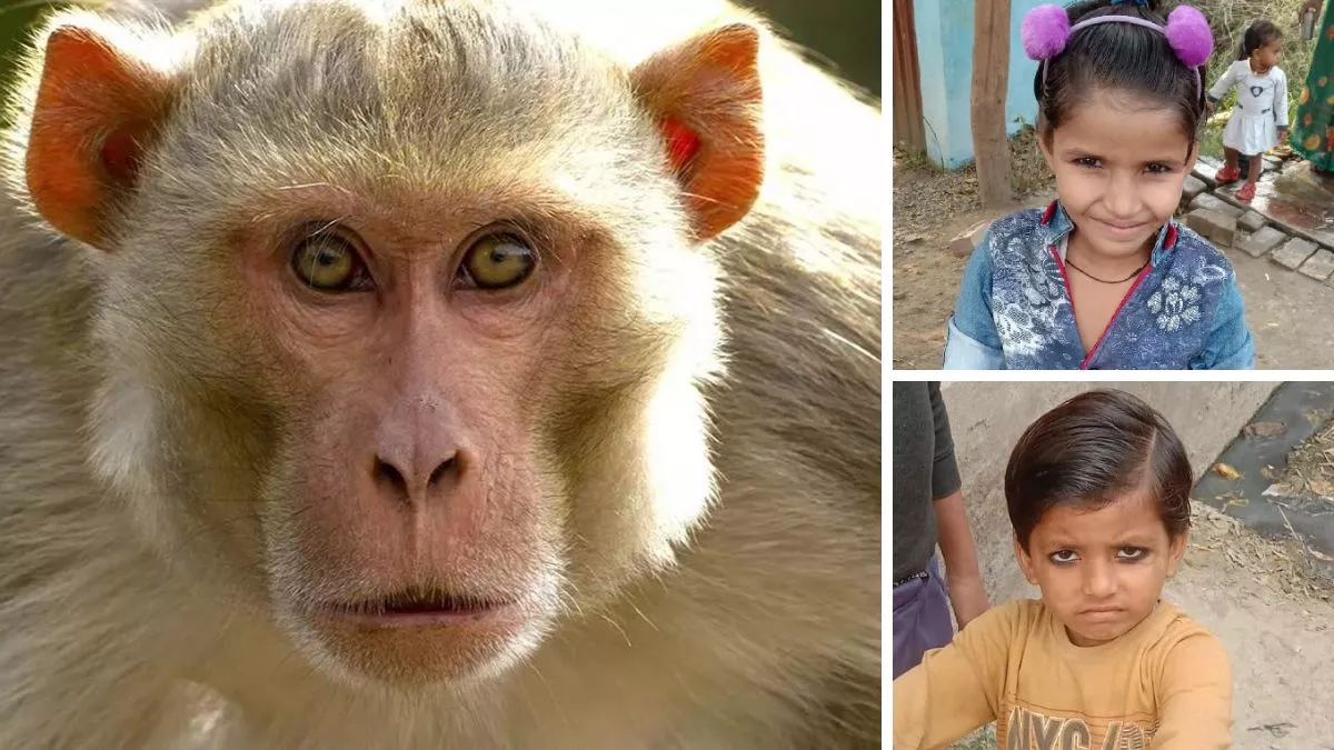 इटावा: बंदरों का आतंक, शिक्षिका और बच्चों पर हमला कर किया घायल, लोगों में दहशत