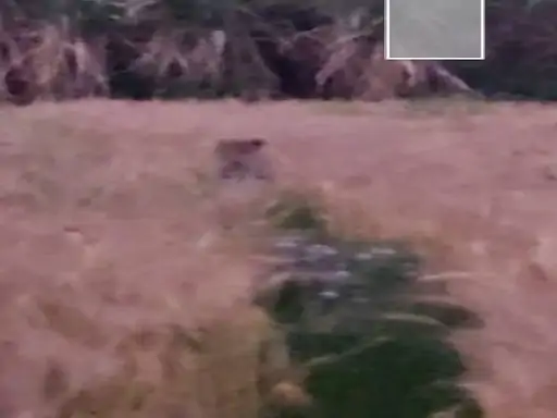 खेतों में जाने से डर रहे लोग 2 दिन पहले दो शावकों को पकड़कर वन विभाग को सौंपा था