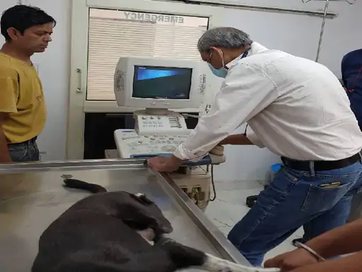 मिनटों में जान सकेंगे क्या है बीमारी IAS ऑफिसर अस्मिता लाल की बड़ी पहल