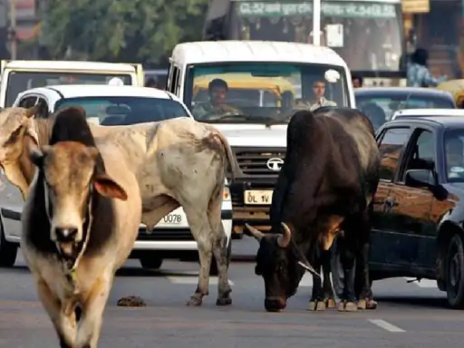कानपुर की सड़कों पर अब नहीं दिखेंगे जानवर 4 हजार जानवरों को रखने के लिए बनाया जाएगा राधिका उपवन