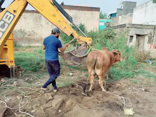 सांड को बचाने कुएं में उतरा युवक