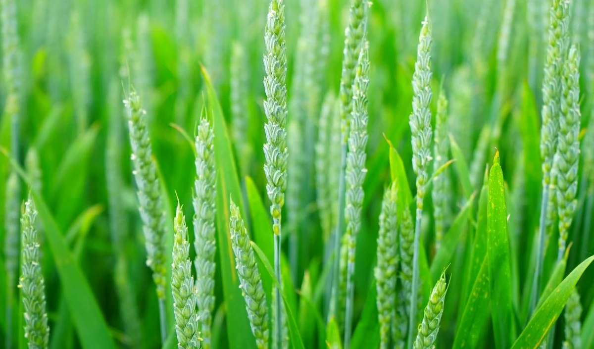 खेत में युवती के साथ आपत्तिजनक हरकत कर रहे था लड़का गांव वालों ने देखा और पीट-पीटकर मार डाला