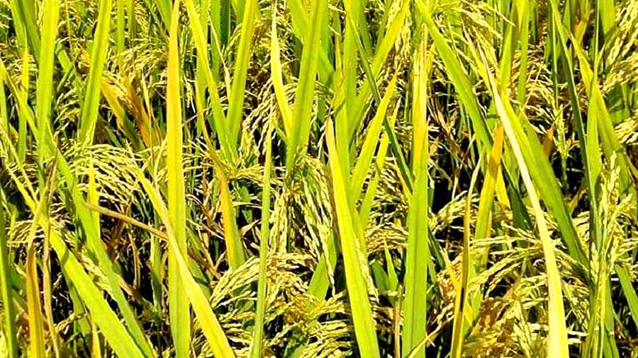 उत्तर प्रदेश: खरीद की रफ्तार बढ़ाने के लिए सरकार की कवायद, अब 100 क्विंटल तक धान बिना सत्यापन बेच सकेंगे किसान