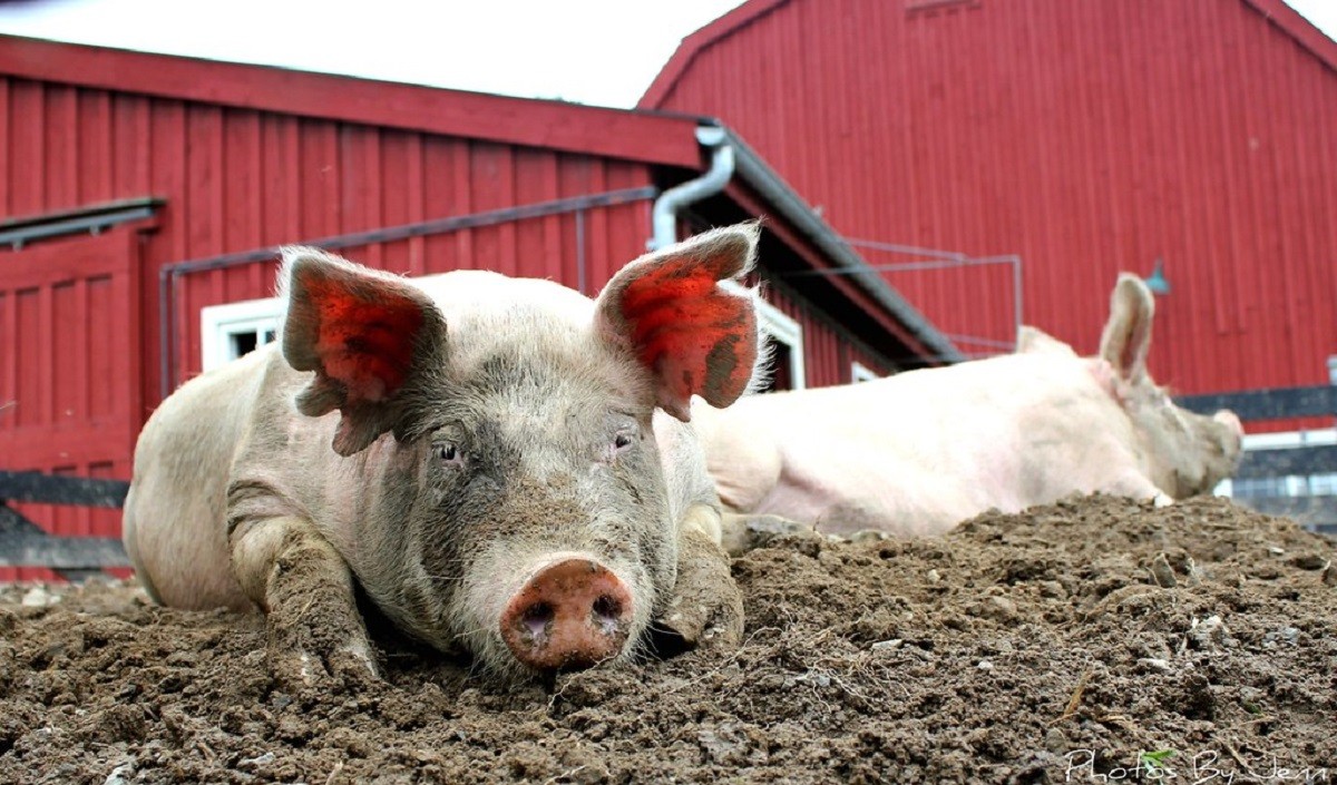 अफ्रीकन स्वाइन फीवर : कन्नूर में मंगलवार से 250 से अधिक सुअरों को मारा जाएगा