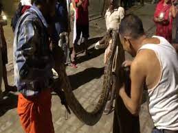 आगरा के CHC में निकला 12 फुट का अजगर सांप देख स्वास्थ्य कर्मियों के फूले हाथ-पांव,