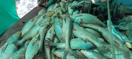 मछली ने बनाया करोड़पति: पालघर में मछुआरे के जाल में फंसीं 157 सी गोल्ड मछलियां
